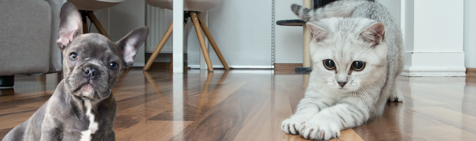 Pets and your timber floors – How you can minimise the damage from your fur child